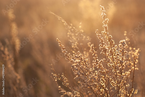 Growing wild grass wormwood in the field during the evening warm summer sunset