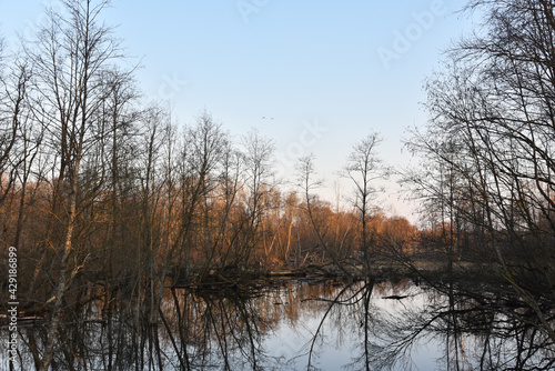 Small river in the countryside among trees in spring or autumn season. Wildlife concept. Swamp in a forest. Wetlands declining and under threat.The problem of ecology and drainage of rivers