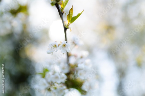 cherry blossom on a branch © Nick Neuenhaus