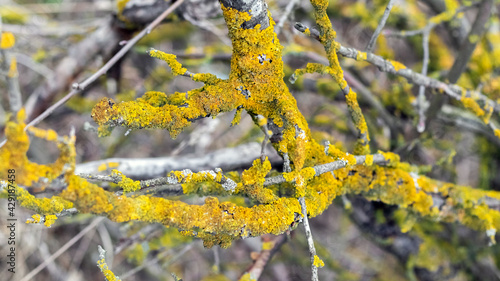 Dry branches of an old tree covered with a thick lichen