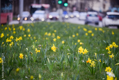 yellow flowers in the grass