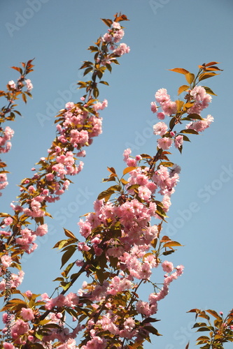 Beautiful sakura flower (cherry blossom) in spring. blossoming branch with pink sakura flowers on blue sky.
