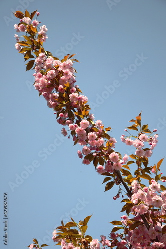 Beautiful sakura flower (cherry blossom) in spring. sakura tree flower on blue sky
