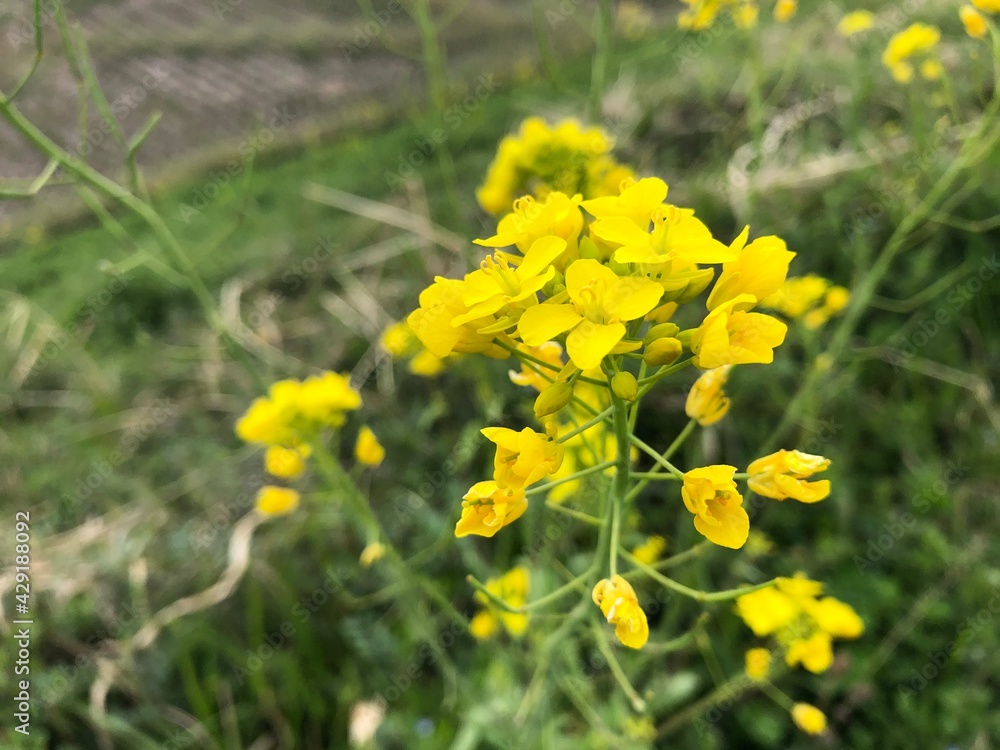 Obraz premium 自然豊かな公園