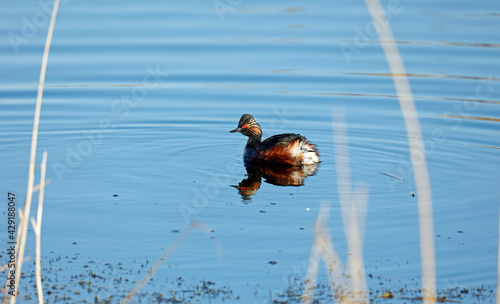 Black necked grebes preparing for the breeding season