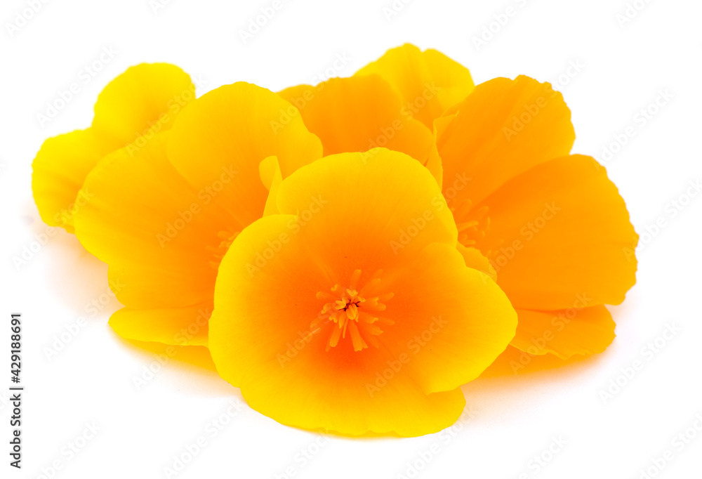Beautifu yellow wildflower. Beautifu yellow wildflower.