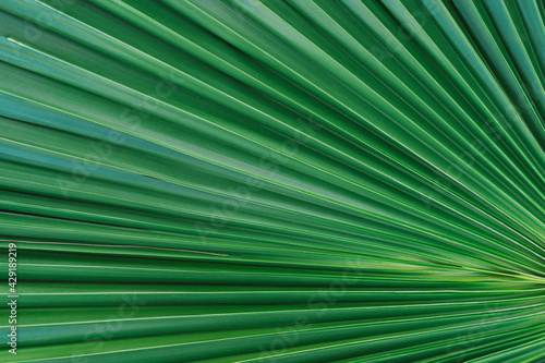 Nature background of palm leaves. Palm tree leaves nature background.