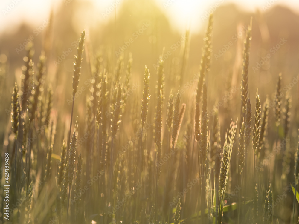 Ripe ears of wheat against the background of an orange fiery sunset. Focus blur Ripe ears of wheat against the background of an orange fiery sunset. Focus blur