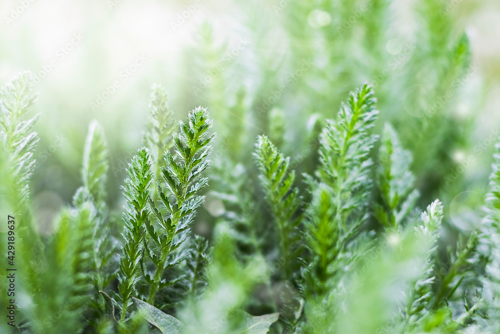 Spring background or summer background with fresh grass and sunbeams. Spring background or summer background with fresh grass and sunbeams.