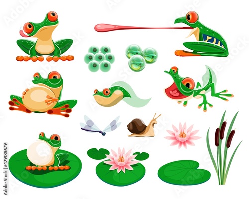 Frogs with water lily leaves and flowers, reed, dragonfly, snail. Amphibian life cycle, eggs, tadpole, froglet. Exotic frog croaking and hunting cartoon vector set. Tropical animal and plants
