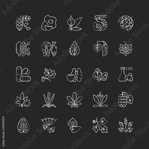 Allergy cause chalk white icons set on black background. Queen Anne lace. Timothy grass. Poplar tree pollen. English plantain. Sesame seeds. Isolated vector chalkboard illustrations