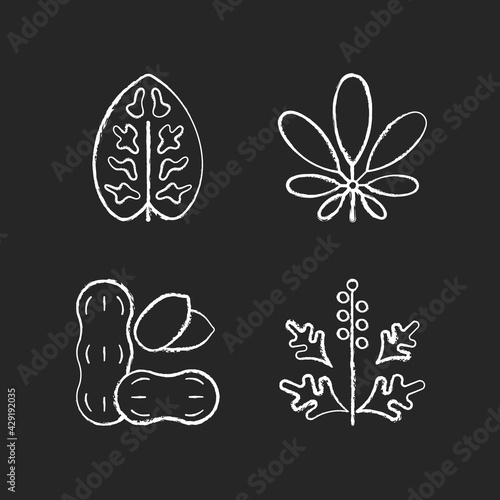 Reason for allergy chalk white icons set on black background. Dieffenbachia, schefflera. Ragweed pollen. Allergen from peanuts. Cause of allergic reaction.Isolated vector chalkboard illustrations