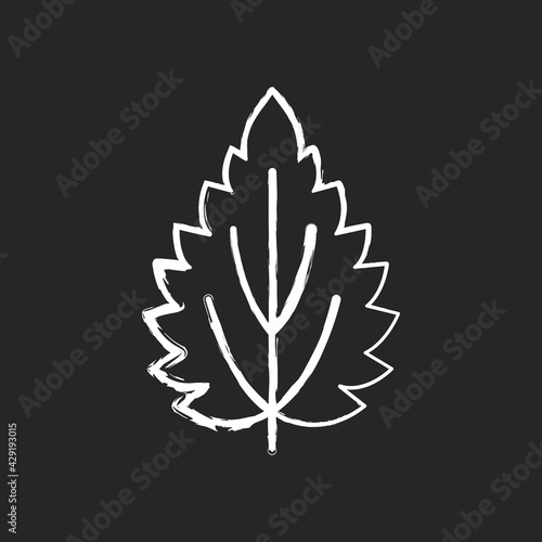 Nettle chalk white icon on black background. Alternative medicine. Herbal ingredient for homeopathy. Common toxic allergen. Allergy for plant. Isolated vector chalkboard illustration