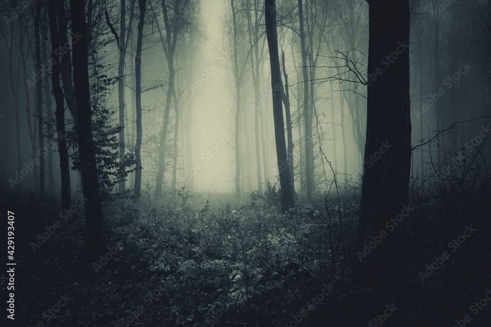 Fototapeta premium mist in dark forest background