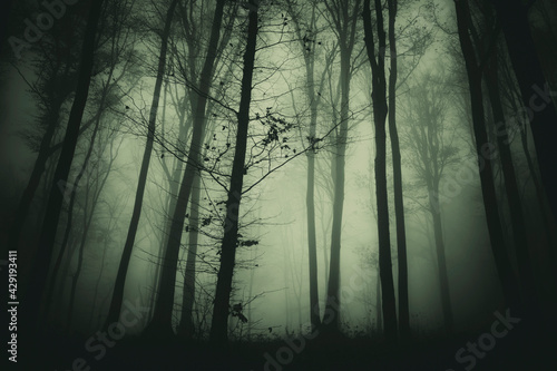 scary dark woods landscape