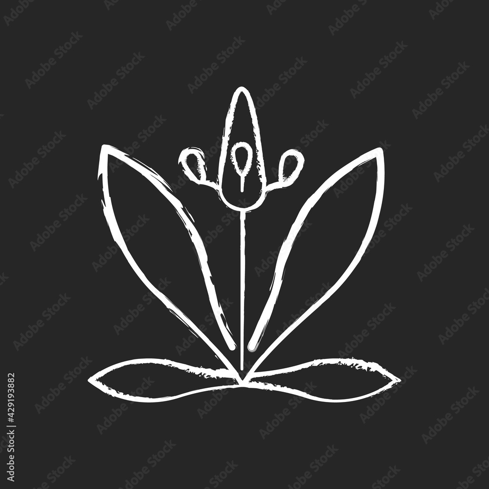 English plantain chalk white icon on black background. Plantago lanceolata. Seasonal flower pollen as allergen. Ribwort plantain. Allergy for plant. Isolated vector chalkboard illustration