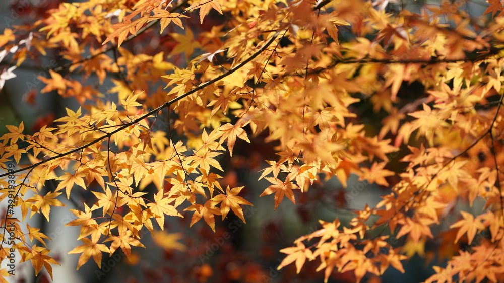 The beautiful autumn landscape with the colorful autumn leaves on the trees in the forest The beautiful autumn landscape with the colorful autumn leaves on the trees in the forest