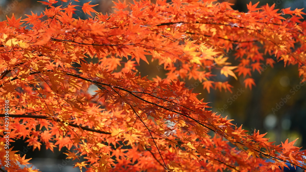 The beautiful autumn landscape with the colorful autumn leaves on the trees in the forest The beautiful autumn landscape with the colorful autumn leaves on the trees in the forest