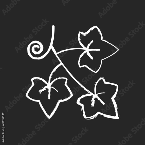 English ivy chalk white icon on black background. Hedera helix, vine. Crawling flowering plant. Cause of allergic reaction. Dangerous allergen. Isolated vector chalkboard illustration