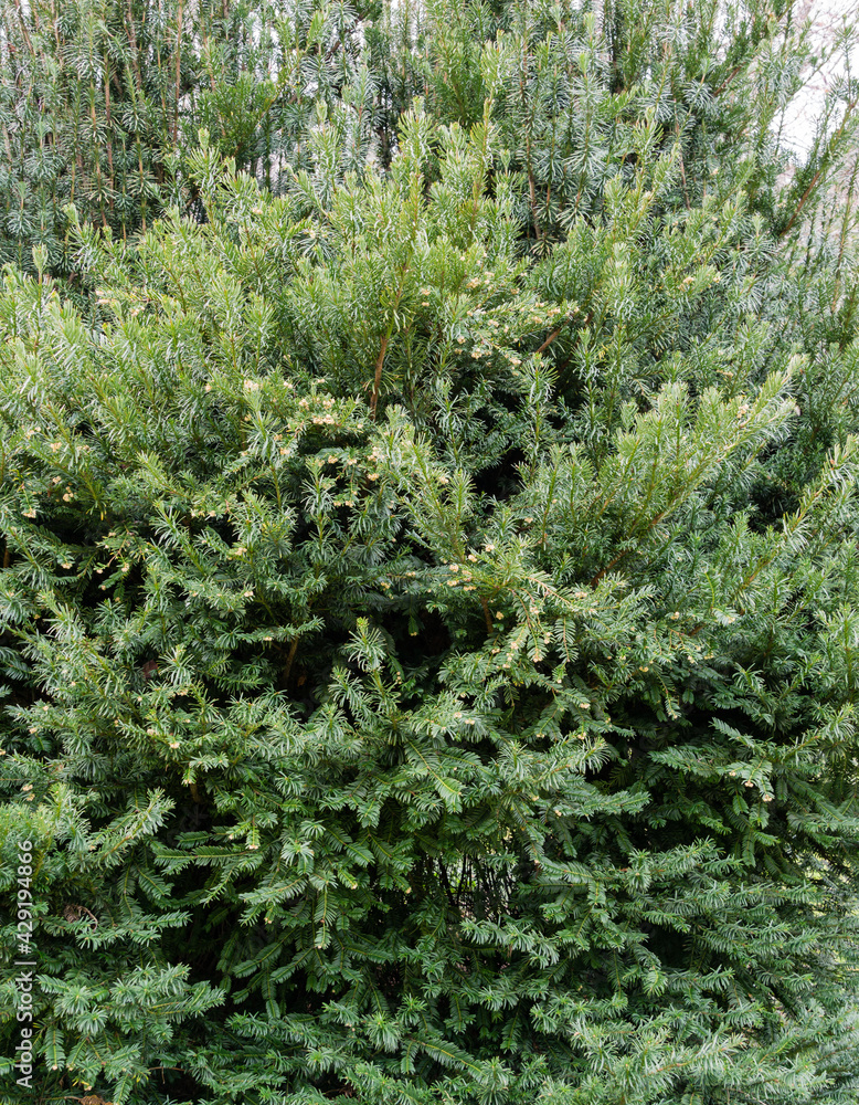 Cephalotaxus Harringtonii Drupacea fastigiata depressa, known as Japanese plum-yew, Harrington's cephalotaxus, or cowtail pine growing in Arboretum Park Southern Cultures in Sirius (Adler) Sochi.