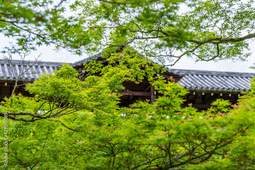 京都の青紅葉