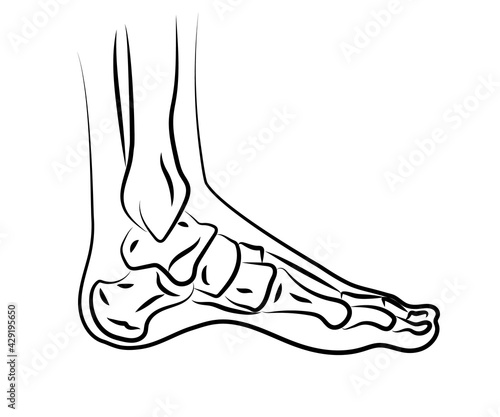 Human leg and joints. Symbol. Vector illustration.