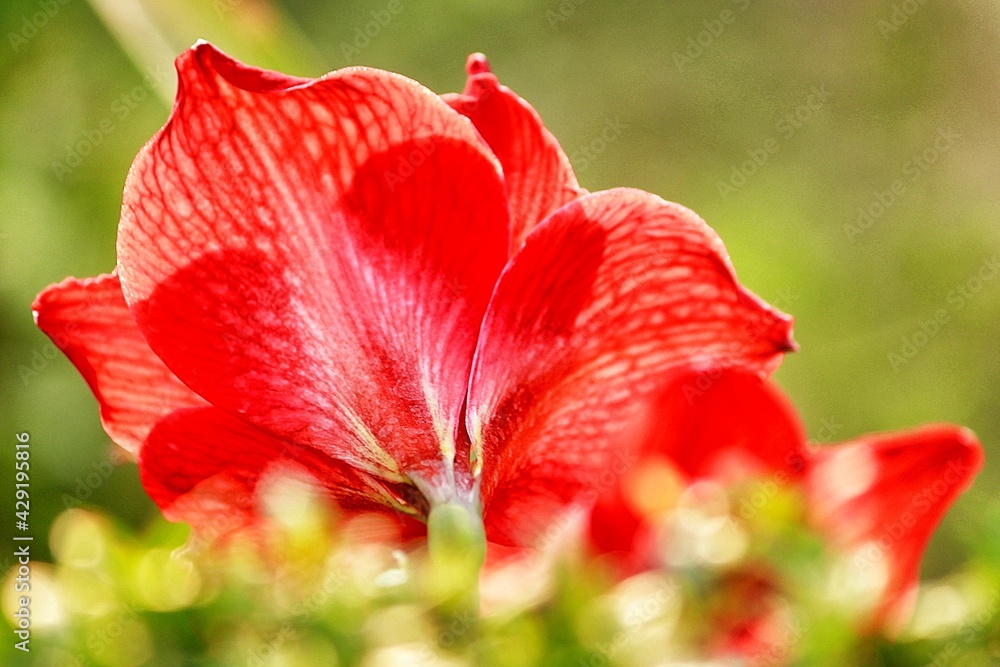 Fototapeta premium red poppy flower in garden