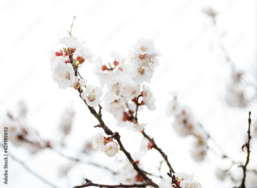 branch of tree branch of tree