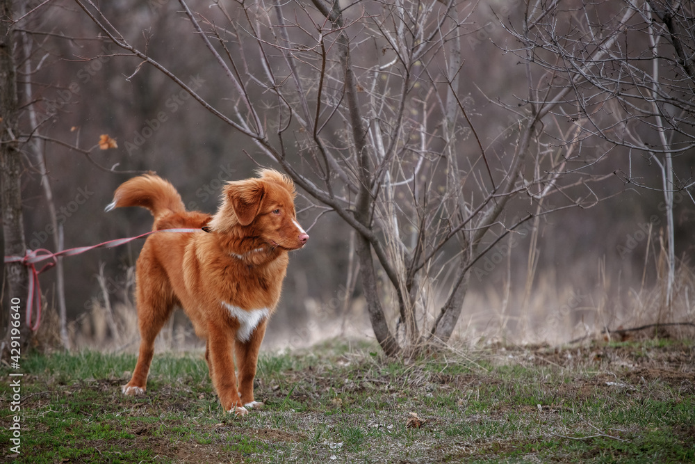 Naklejka premium Nova Scotia Retriever is waiting for its owner in the park in the rain