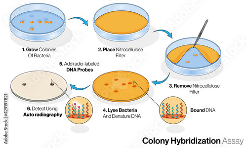 Illustration of Colony Hybridization Assay in Microbiology.