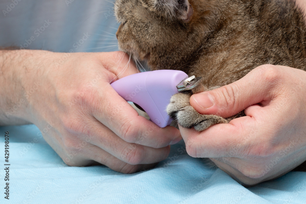Obraz premium The owner makes a preventive examination of the cat. Cleans ears, eyes, gives drops. Pet care. Close-up. Place for an inscription. Copyspace
