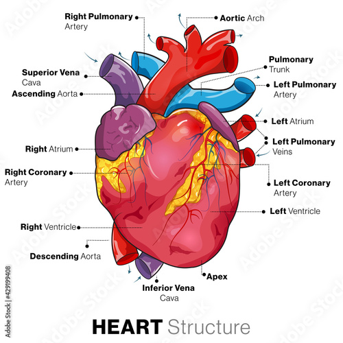 human heart anatomy.