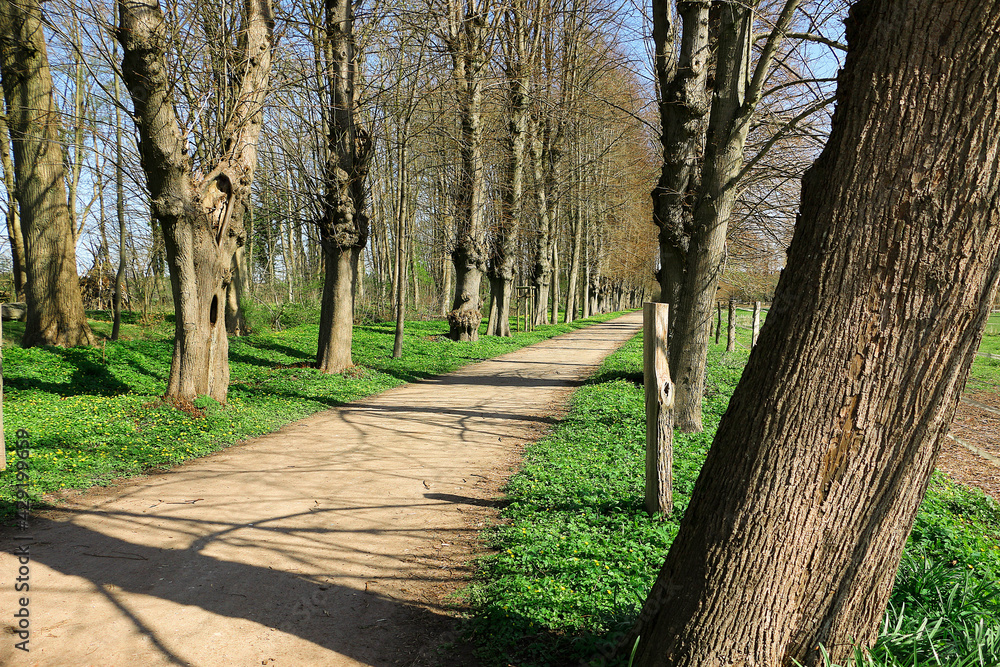 narrow avenue lined with old trees in the park with spring flowers at the edge of the road