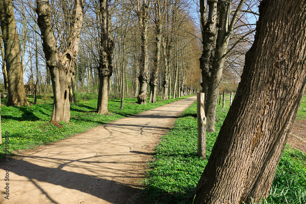 narrow avenue lined with old trees in the park with spring flowers at the edge of the road narrow avenue lined with old trees in the park with spring flowers at the edge of the road