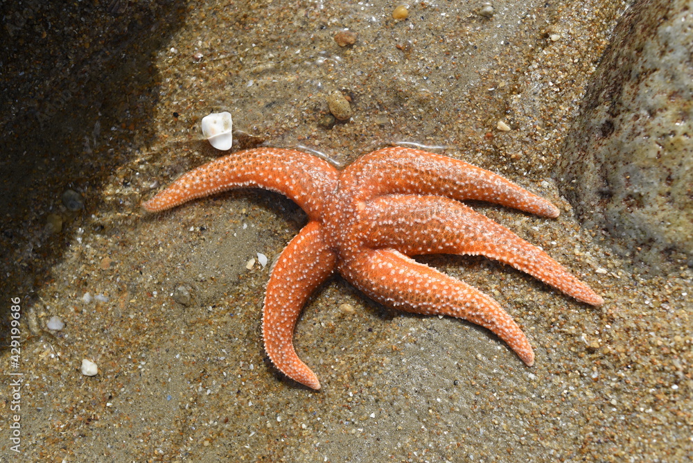 A starfish in a strange position on a beach or on rocks, looking dead. A starfish in a strange position on a beach or on rocks, looking dead.