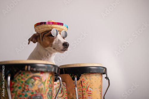 A funny dog in a sombrero and sunglasses plays the mini bongo drums. Jack Russell Terrier in a straw hat next to a traditional ethnic percussion instrument