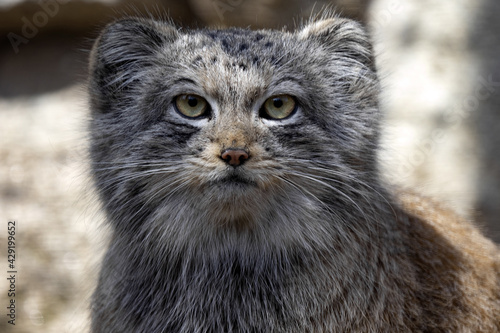 Portrait of a Pallas´ cat, Otocolobus manul, watching closely the surroundings © vladislav333222