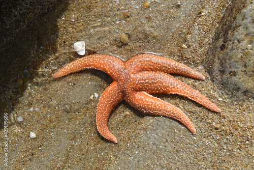 A starfish in a strange position on a beach or on rocks  looking dead.