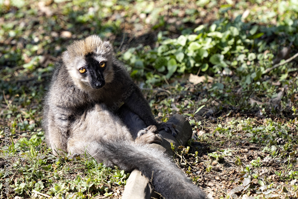 Obraz premium A male Red-fronted Lemur, Eulemur fulvus rufus, sits on the ground and observes the surroundings