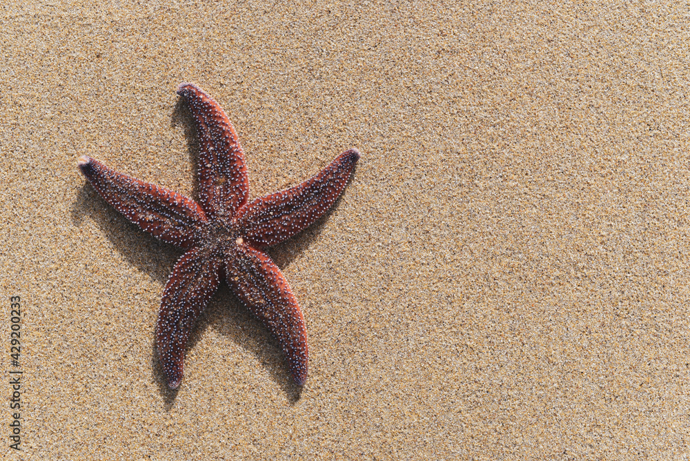 Colorful starfish lying on sand with copy space. Colorful starfish lying on sand with copy space.