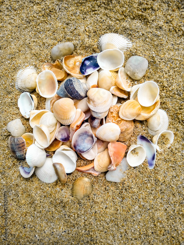 Pile of different seashells on sand. Top view. Selective focus.