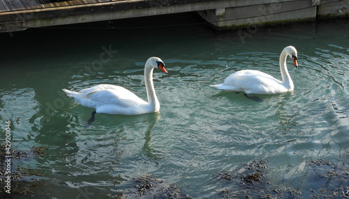 swans in the lake