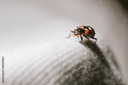 macro photography of ladybug walking on white cloth