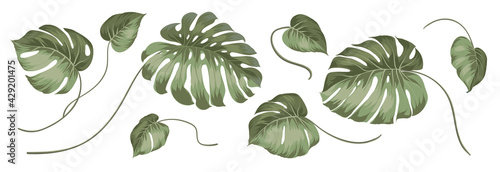 Set of different leaves monstera on white background.