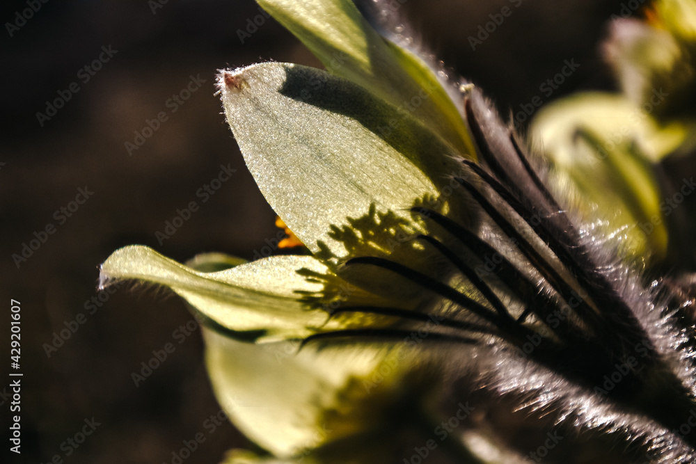 snowdrop flower