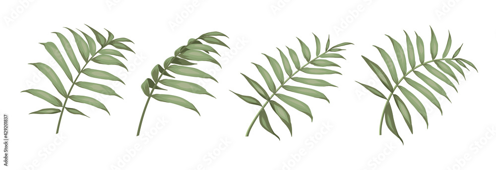 Set of differents palm leaves on white background.