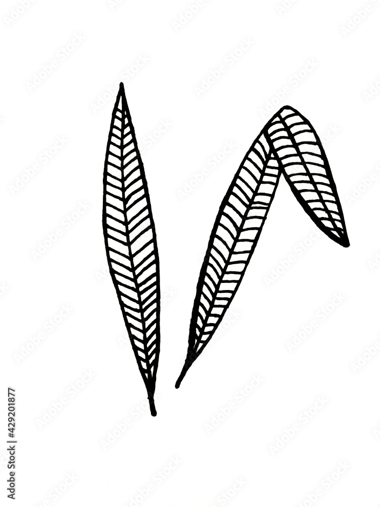 feather on white background feather on white background