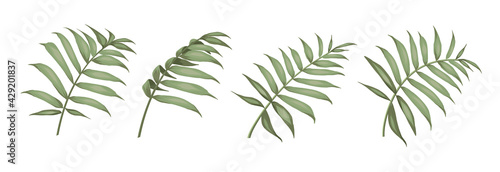 Set of differents palm leaves on white background.