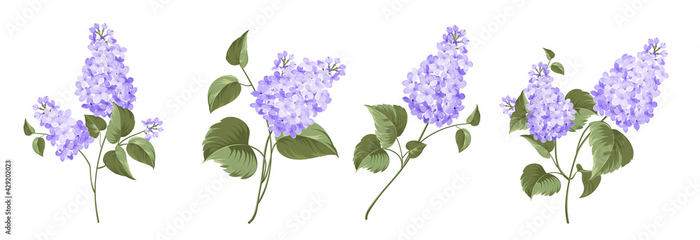 Φωτογραφία Set of differents lilac on white background.