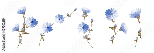 Set of differents succoryon flowers on white background.